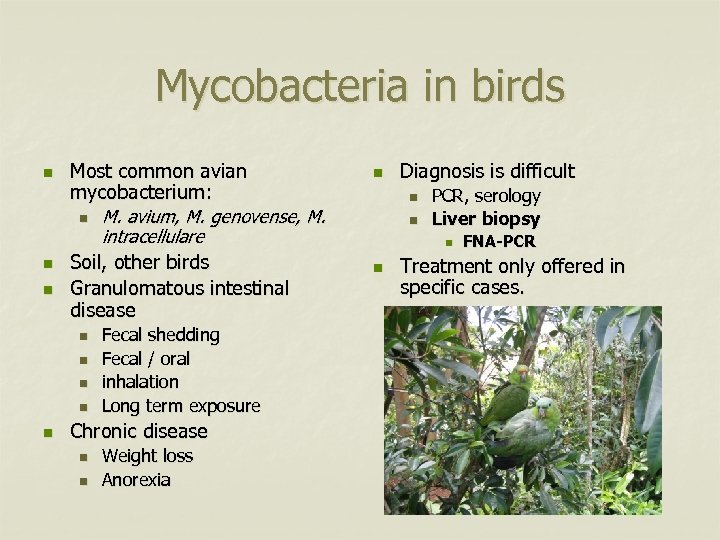 Mycobacteria in birds n n n Most common avian mycobacterium: n M. avium, M.