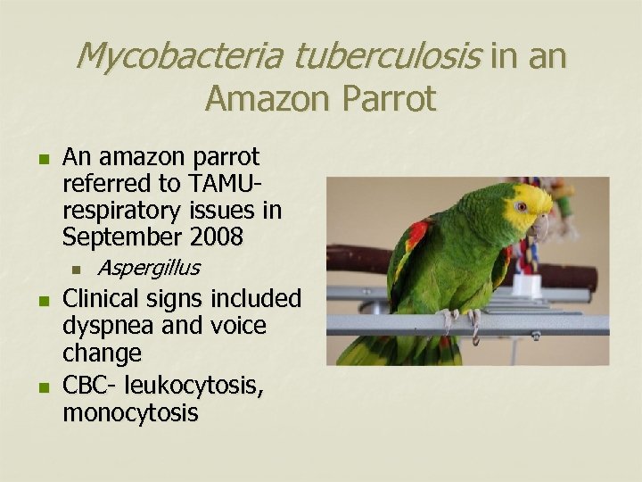 Mycobacteria tuberculosis in an Amazon Parrot n An amazon parrot referred to TAMUrespiratory issues