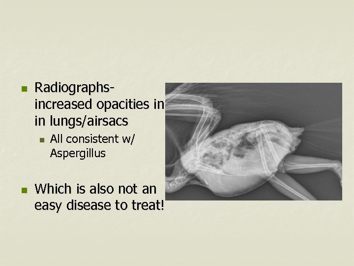 n Radiographsincreased opacities in in lungs/airsacs n n All consistent w/ Aspergillus Which is