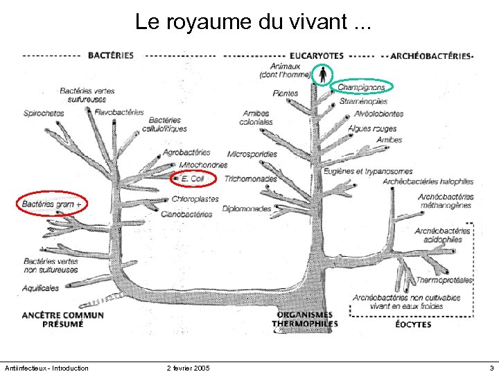 Le royaume du vivant. . . Antiinfectieux - Introduction 2 fevrier 2005 3 