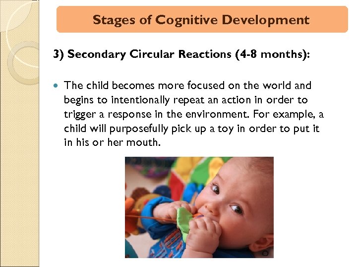 Stages of Cognitive Development 3) Secondary Circular Reactions (4 -8 months): The child becomes