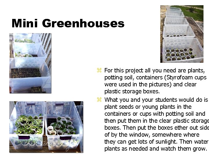 Mini Greenhouses z For this project all you need are plants, potting soil, containers