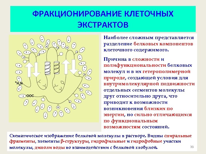 ФРАКЦИОНИРОВАНИЕ КЛЕТОЧНЫХ ЭКСТРАКТОВ Наиболее сложным представляется разделение белковых компонентов клеточного содержимого. Причина в сложности
