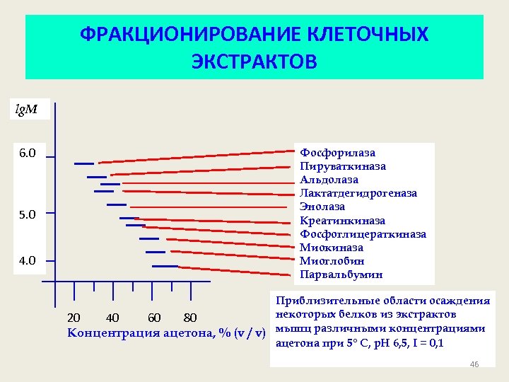 ФРАКЦИОНИРОВАНИЕ КЛЕТОЧНЫХ ЭКСТРАКТОВ lg. M 6. 0 5. 0 4. 0 Фосфорилаза Пируваткиназа Альдолаза