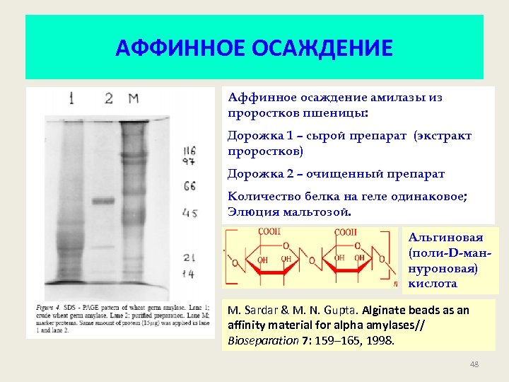 АФФИННОЕ ОСАЖДЕНИЕ Аффинное осаждение амилазы из проростков пшеницы: Дорожка 1 – сырой препарат (экстракт
