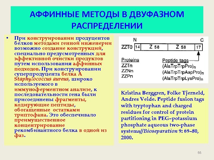 АФФИННЫЕ МЕТОДЫ В ДВУФАЗНОМ РАСПРЕДЕЛЕНИИ • При конструировании продуцентов белков методами генной инженерии возможно