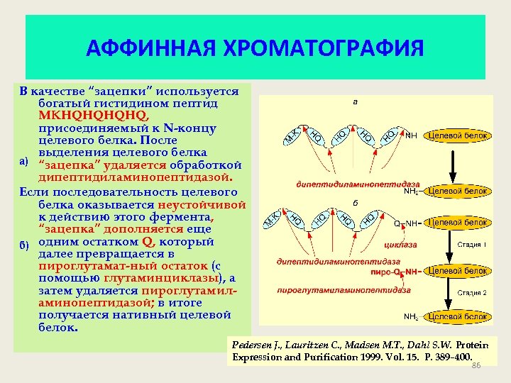 АФФИННАЯ ХРОМАТОГРАФИЯ В качестве “зацепки” используется богатый гистидином пептид MKHQHQ, присоединяемый к N-концу целевого