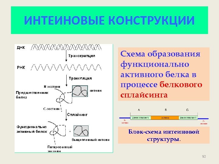 ИНТЕИНОВЫЕ КОНСТРУКЦИИ Схема образования функционально активного белка в процессе белкового сплайсинга Блок-схема интеиновой структуры.