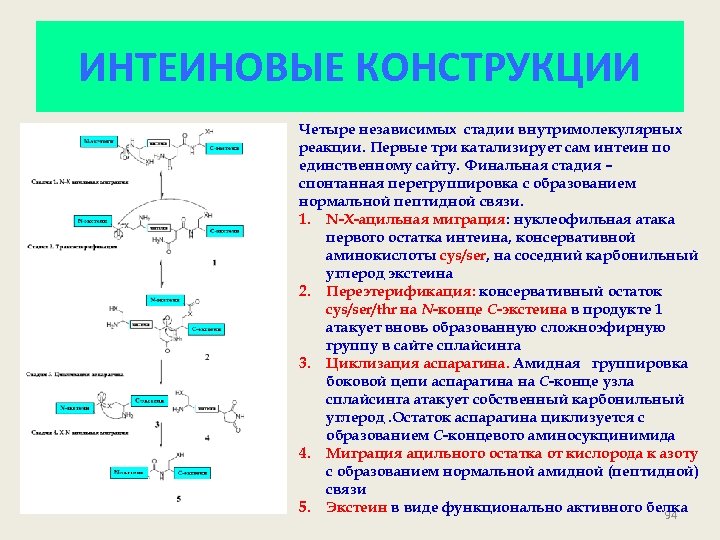 ИНТЕИНОВЫЕ КОНСТРУКЦИИ Четыре независимых стадии внутримолекулярных реакции. Первые три катализирует сам интеин по единственному