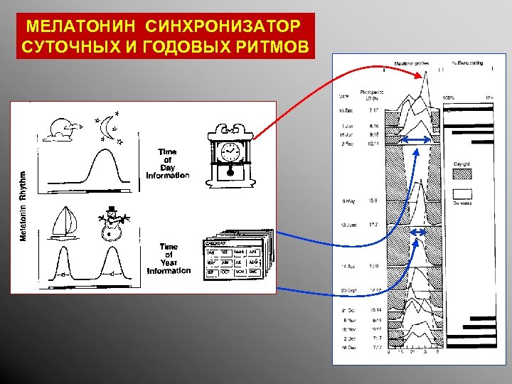 МЕЛАТОНИН СИНХРОНИЗАТОР СУТОЧНЫХ И ГОДОВЫХ РИТМОВ 