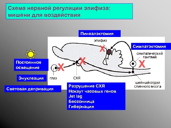 Схема нервной регуляции эпифиза: мишени для воздействия Пинеалэктомия X Постоянное освещение Энуклеация Световая депривация