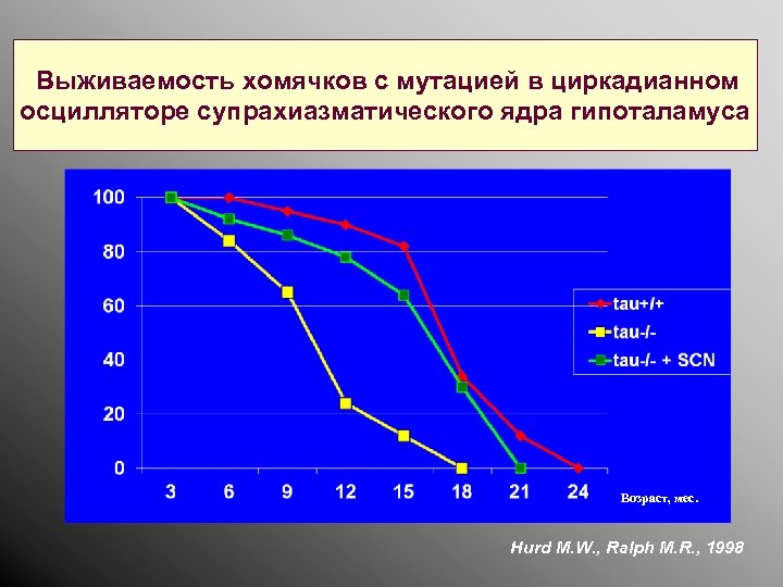 Выживаемость хомячков с мутацией в циркадианном осцилляторе супрахиазматического ядра гипоталамуса Возраст, мес. Hurd M.