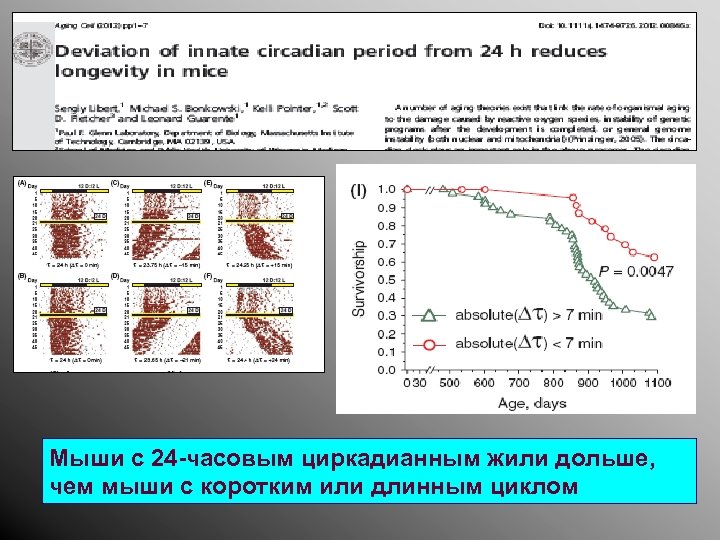 Мыши с 24 -часовым циркадианным жили дольше, чем мыши с коротким или длинным циклом