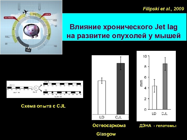 Filipski et al. , 2009 Влияние хронического Jet lag на развитие опухолей у мышей