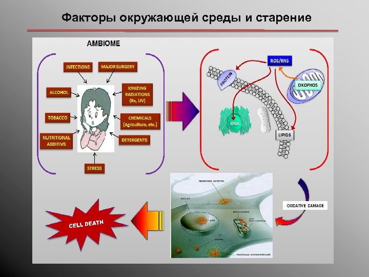 Факторы окружающей среды и старение 