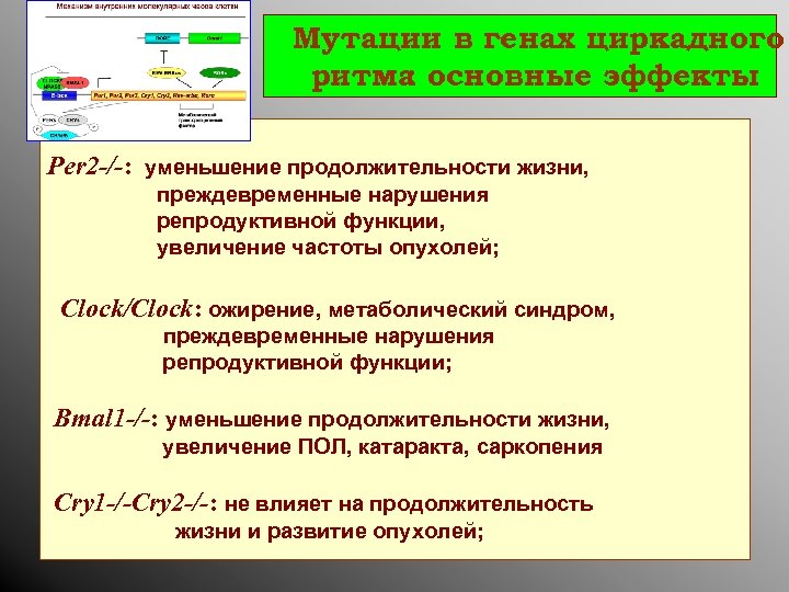 Мутации в генах циркадного ритма основные эффекты : Per 2 -/-: уменьшение продолжительности жизни,