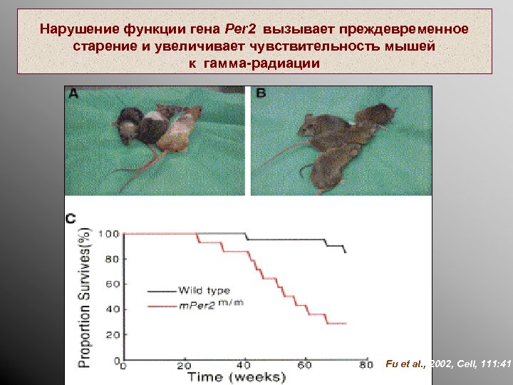 Нарушение функции гена Per 2 вызывает преждевременное старение и увеличивает чувствительность мышей к гамма-радиации