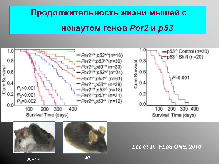 Продолжительность жизни мышей с нокаутом генов Per 2 и p 53 Lee et al.