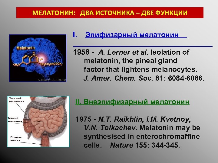 МЕЛАТОНИН: ДВА ИСТОЧНИКА – ДВЕ ФУНКЦИИ I. Эпифизарный мелатонин 1958 - A. Lerner et