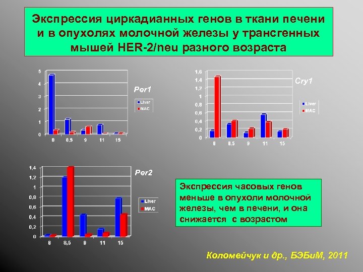 Экспрессия циркадианных генов в ткани печени и в опухолях молочной железы у трансгенных мышей