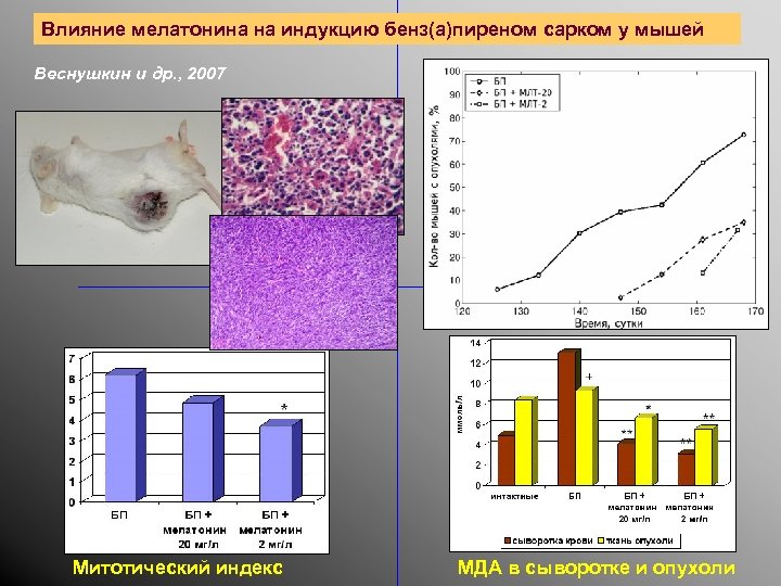 Влияние мелатонина на индукцию бенз(а)пиреном сарком у мышей Веснушкин и др. , 2007 Митотический