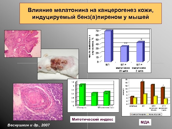 Влияние мелатонина на канцерогенез кожи, индуцируемый бенз(а)пиреном у мышей Митотический индекс Веснушкин и др.