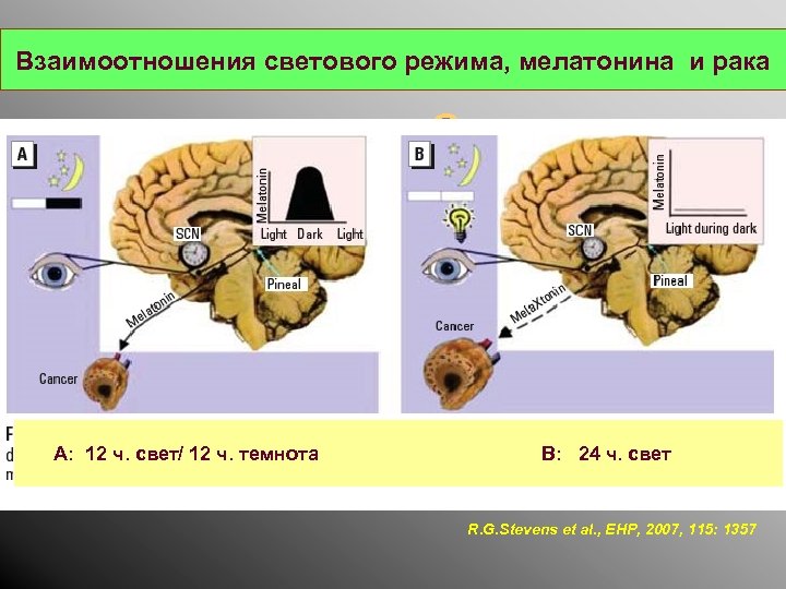 Взаимоотношения светового режима, мелатонина и рака C А: 12 ч. свет/ 12 ч. темнота