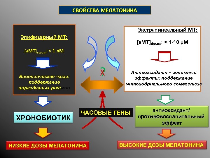 СВОЙСТВА МЕЛАТОНИНА Экстрапинеальный MT: Эпифизарный MT: [a. MT]tissue: < 1 -10 µM [a. MT]serum: