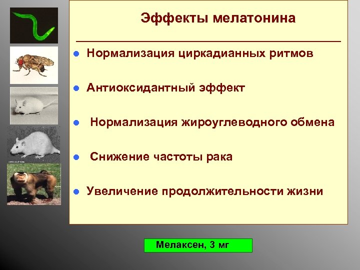 Эффекты мелатонина _________________ l Нормализация циркадианных ритмов l Антиоксидантный эффект l Нормализация жироуглеводного обмена