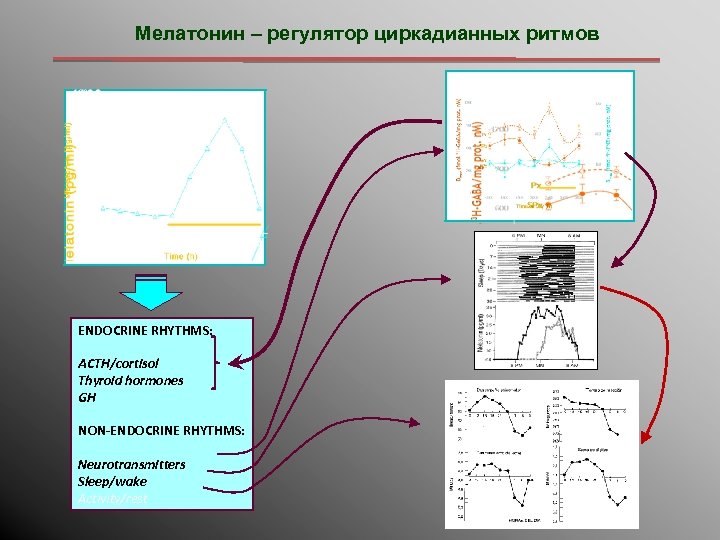 Мелатонин – регулятор циркадианных ритмов ENDOCRINE RHYTHMS: ACTH/cortisol Thyroid hormones GH NON-ENDOCRINE RHYTHMS: Neurotransmitters