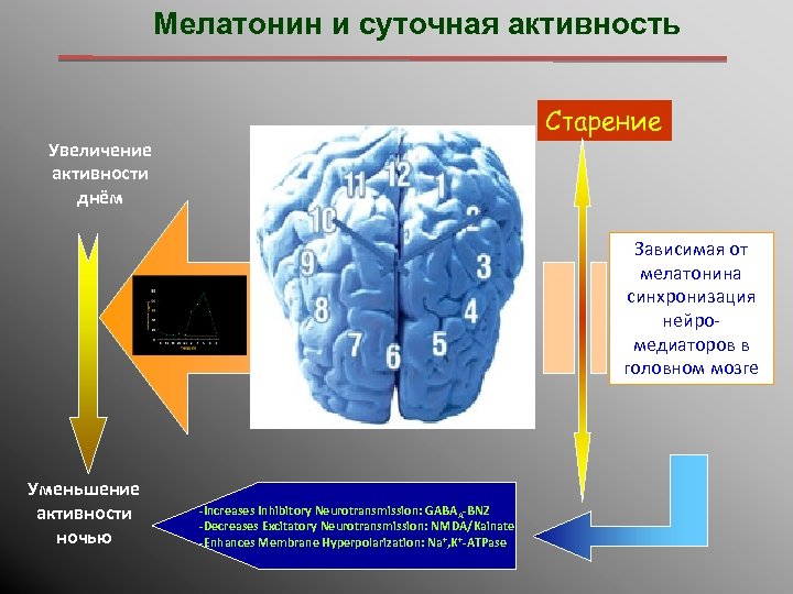 Мелатонин и суточная активность Старение Увеличение активности днём Зависимая от мелатонина синхронизация нейромедиаторов в