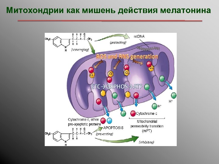 Митохондрии как мишень действия мелатонина 