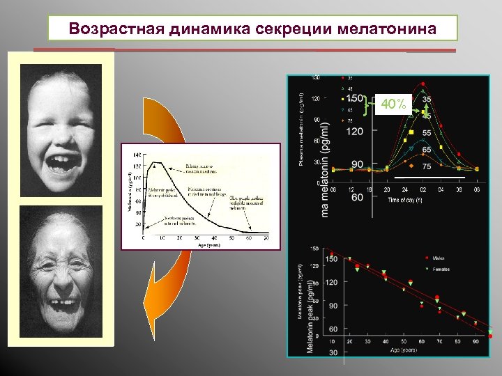 Возрастная динамика секреции мелатонина 40% 