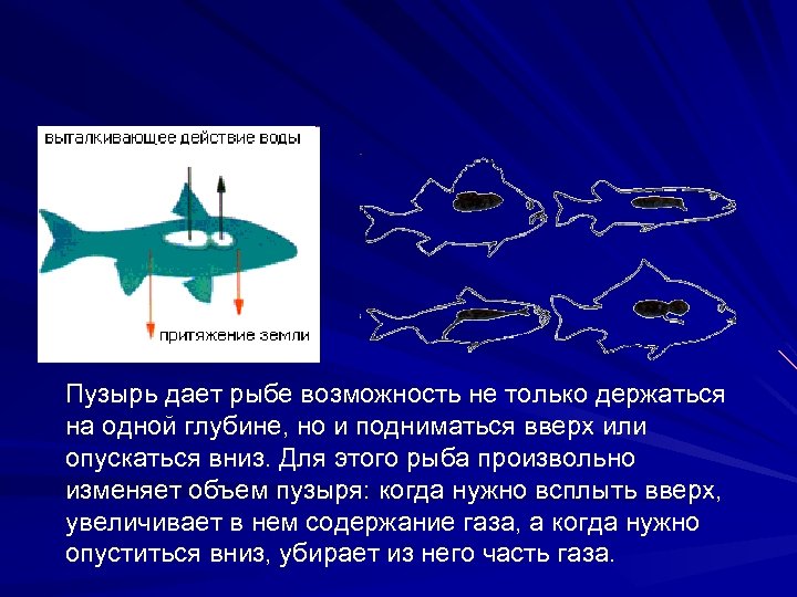 Пузырь дает рыбе возможность не только держаться на одной глубине, но и подниматься вверх