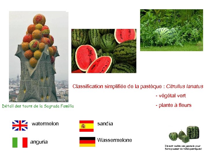 Classification simplifiée de la pastèque : Citrullus lanatus - végétal vert - plante à