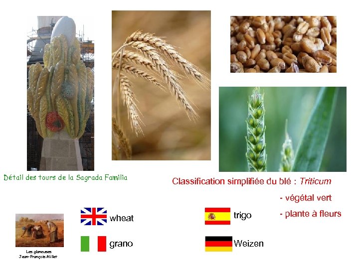 Détail des tours de la Sagrada Familia Classification simplifiée du blé : Triticum -