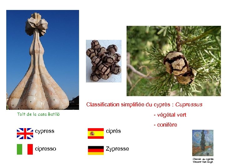 Classification simplifiée du cyprès : Cupressus Toit de la casa Batlló - végétal vert