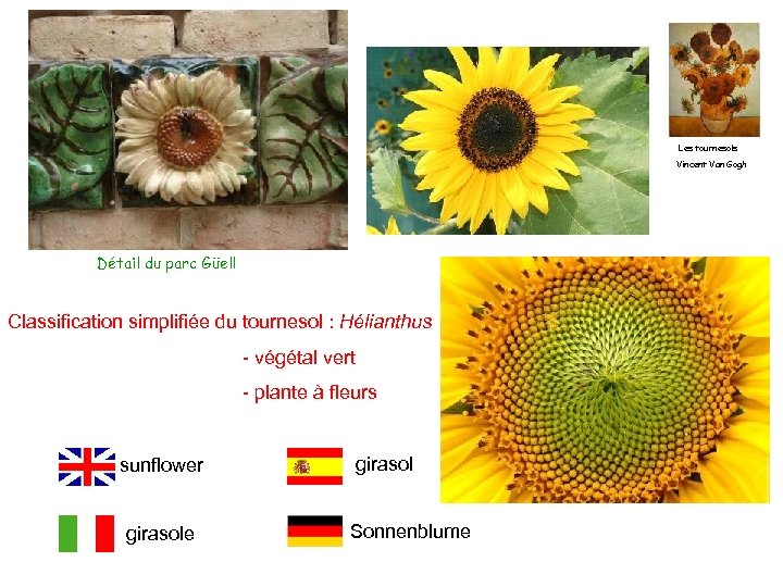 Les tournesols Vincent Van Gogh Détail du parc Güell Classification simplifiée du tournesol :