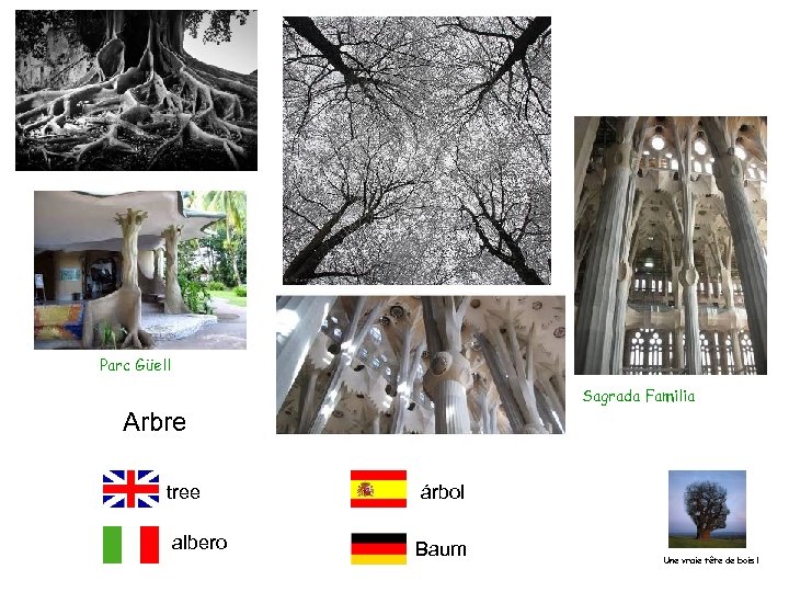 Parc Güell Sagrada Familia Arbre tree albero árbol Baum Une vraie tête de bois