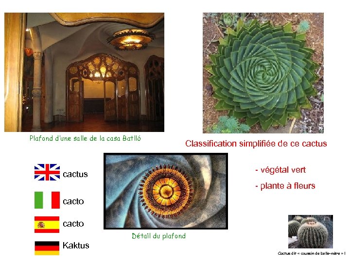 Plafond d’une salle de la casa Batlló Classification simplifiée de ce cactus - végétal