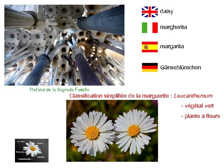 daisy margherita margarita Gänseblümchen Plafond de la Sagrada Familia Classification simplifiée de la marguerite