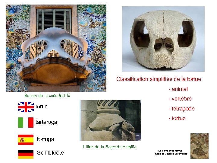 Classification simplifiée de la tortue - animal Balcon de la casa Batlló - vertébré