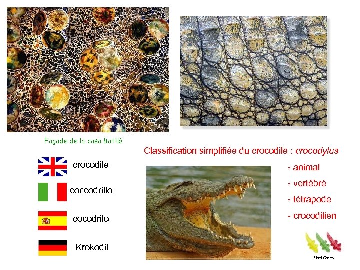 Façade de la casa Batlló Classification simplifiée du crocodile : crocodylus crocodile coccodrillo cocodrilo