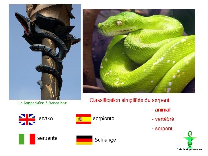 Un lampadaire à Barcelone Classification simplifiée du serpent - animal snake serpiente - vertébré