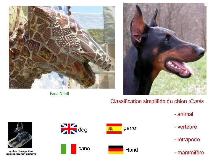 Parc Güell Classification simplifiée du chien : Canis - animal dog perro - vertébré