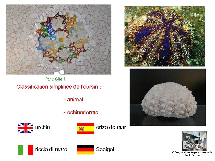 Parc Güell Classification simplifiée de l’oursin : - animal - échinoderme urchin erizo de