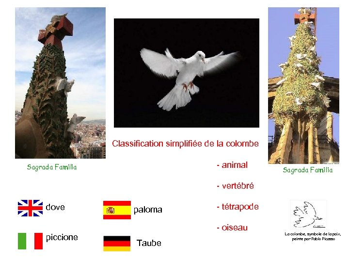 Classification simplifiée de la colombe - animal Sagrada Familia - vertébré dove piccione paloma