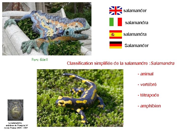 salamander salamandra Salamander Parc Güell Classification simplifiée de la salamandre : Salamandra - animal