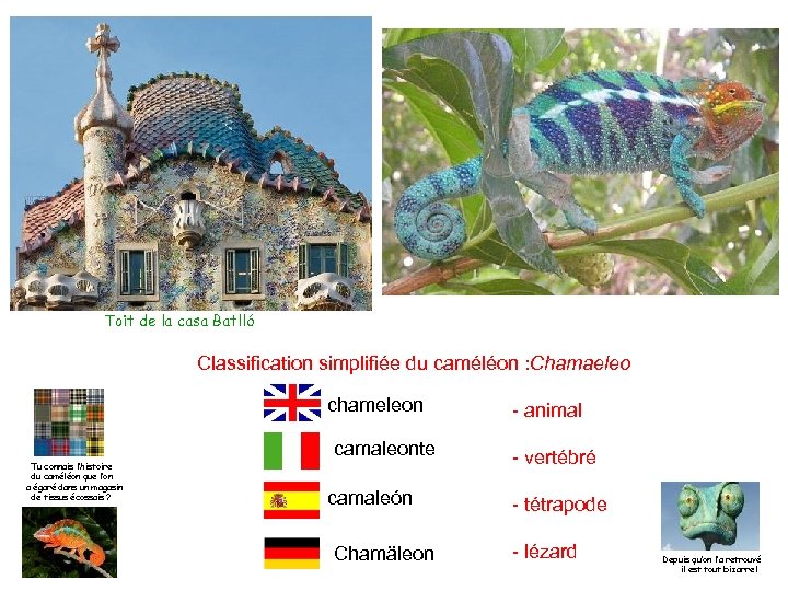 Toit de la casa Batlló Classification simplifiée du caméléon : Chamaeleo chameleon camaleonte Tu