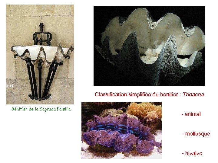 Classification simplifiée du bénitier : Tridacna Bénitier de la Sagrada Familia - animal -